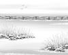 Feather Reed Grass - four