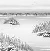 "Feather Reed Grass - two"