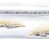 Feather Reed Grass - four