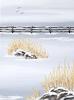 Feather Reed Grass - six