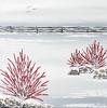 Red Twig Dogwood Shrubs - four