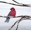 Winter Finch