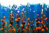 Aquatic Blooms