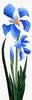 Blue Iris (sculpted floral)