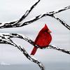 Red Cardinal - Three