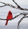 Red Cardinal - two